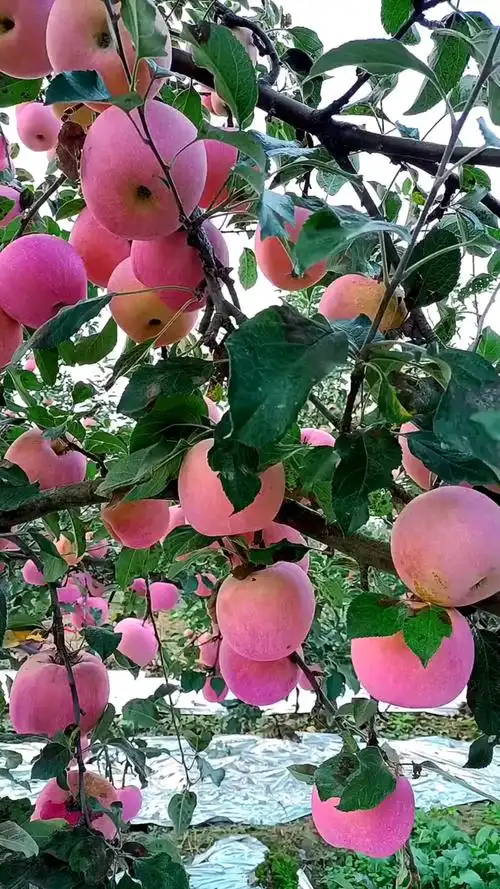 硕果累累!平平安安!#苹果