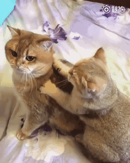 可爱的小猫咪(老顽童特别制作2019.9.23图片来自网络)