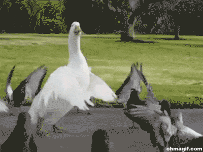 黄鼠狼的天敌是什么?居然是鹅,鹅屎还有这功效?