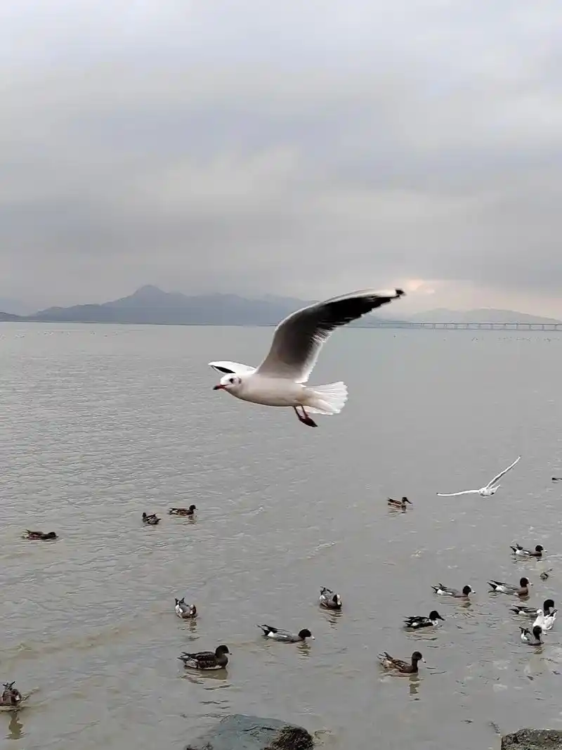 海鸥展翅翱翔的瞬间,那是一种宁静与和谐的美