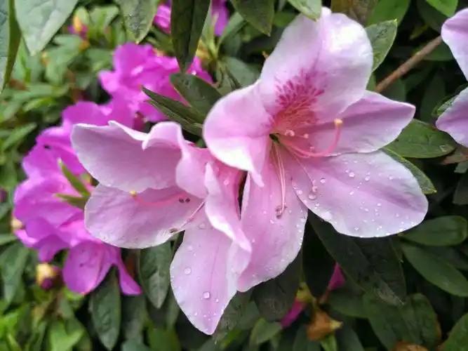 其它 锦绣杜鹃 写美篇  锦绣杜鹃为杜鹃花(详情介绍)目,杜鹃花科半