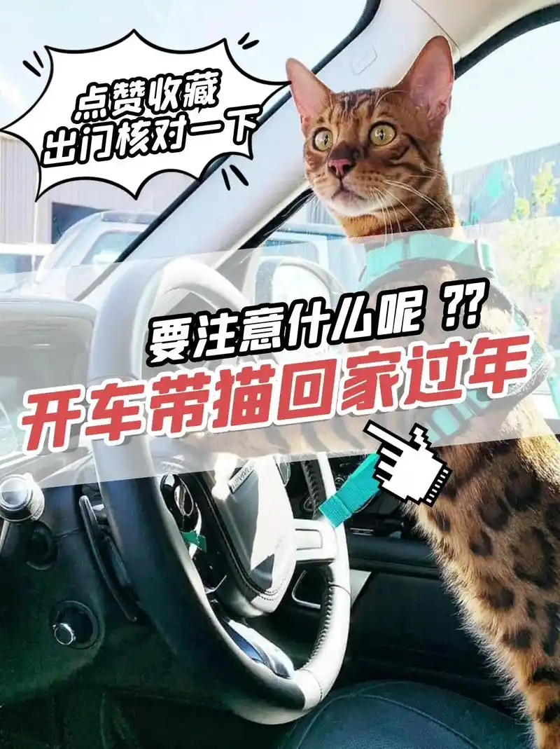 抖音图文来了 春节开车带猫回老家过年,开车路上铲屎官要注意 - 抖音