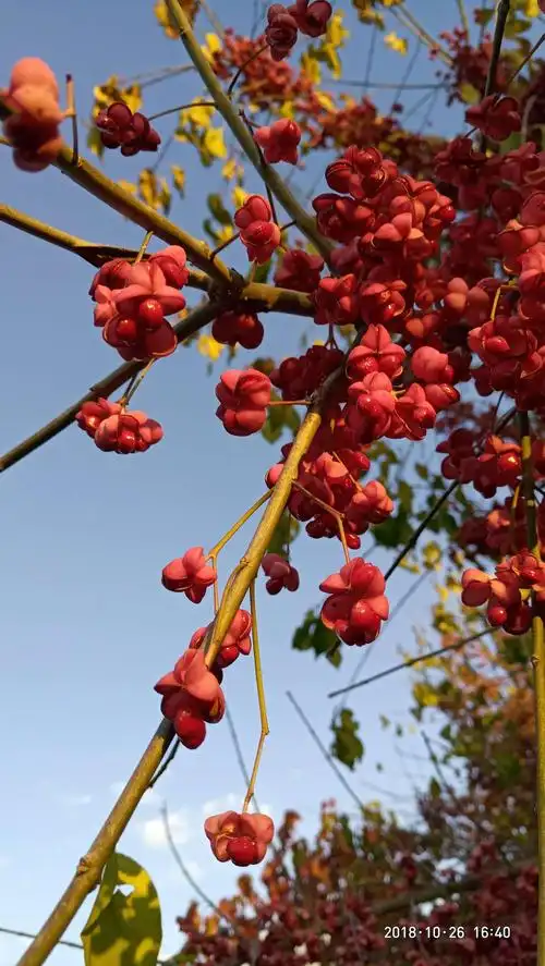 美到心动的丝棉木