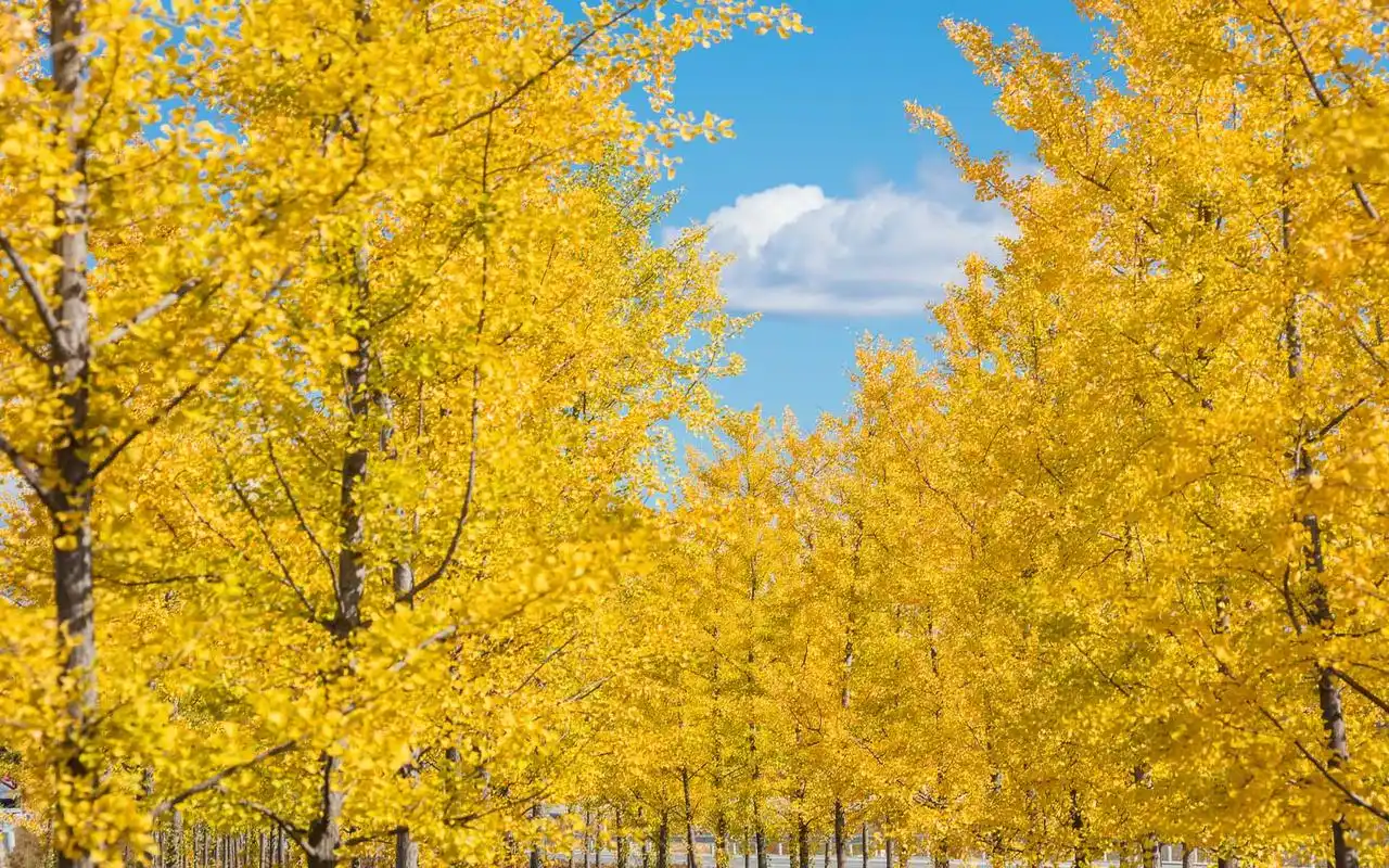 秋天唯美树叶自然风光高清图片桌面壁纸