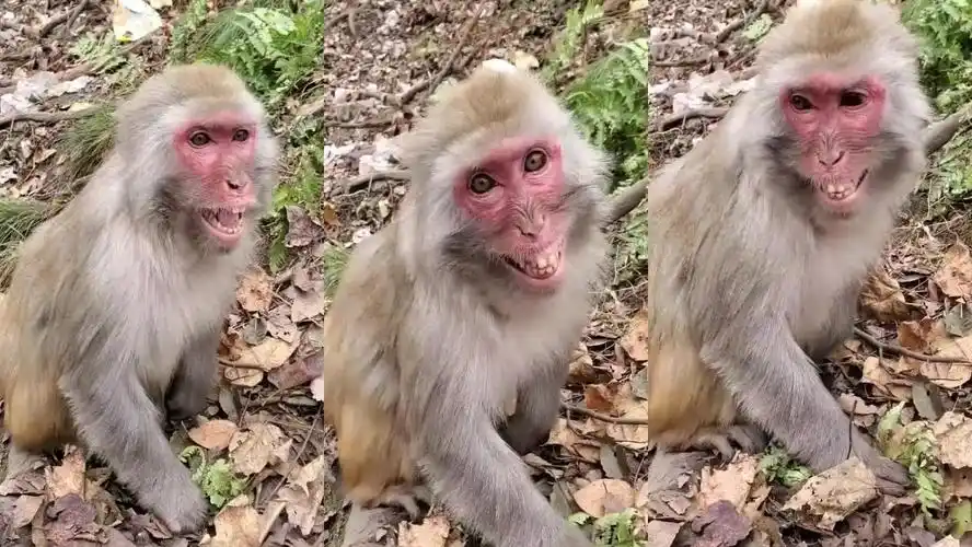 长虫在树上吊挂金倒钩吞食猎物,被吞的是一只猴子