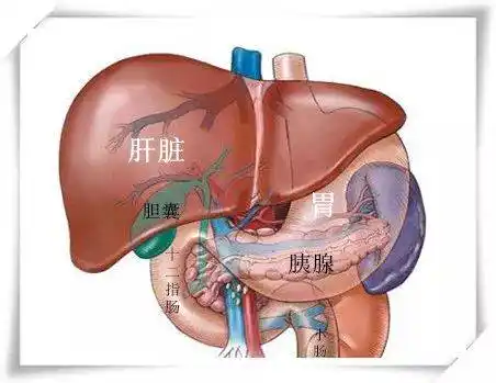不可能完成的任务胰腺癌晚期广泛肝转移无手术机会患者在二院终获奇迹