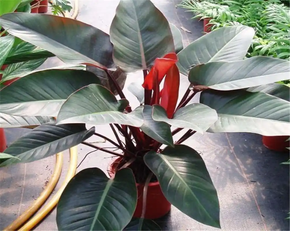 你知道金钻花的花语是什么吗?本文带你了解金钻花的花语是什么