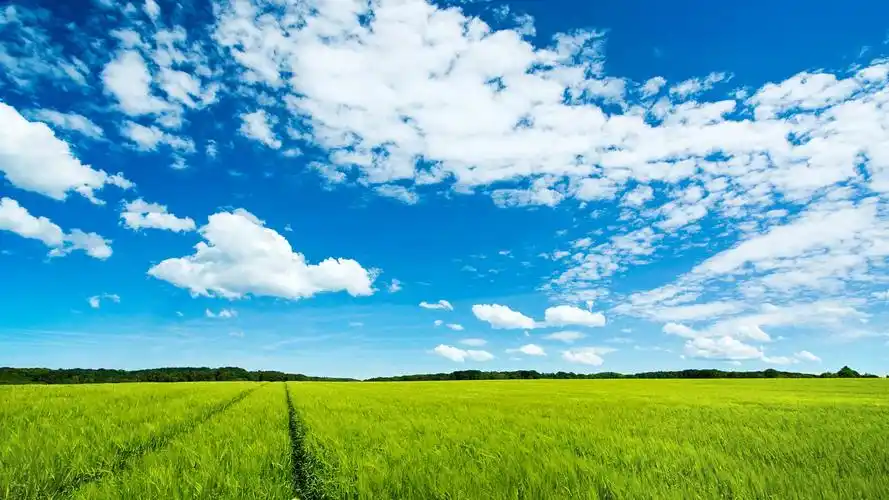 夏季蓝天白云下的绿色植物