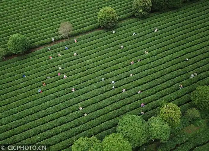 广西桂林:茶园如画