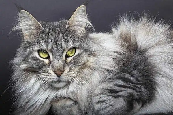 世界十大最适合新手养的猫中国狸花猫独立性很强