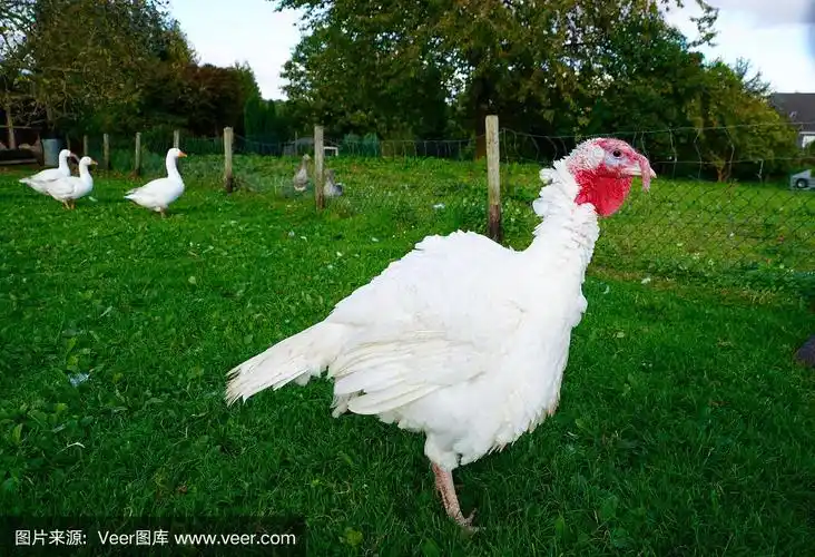 绿色草地上的白色火鸡母鸡