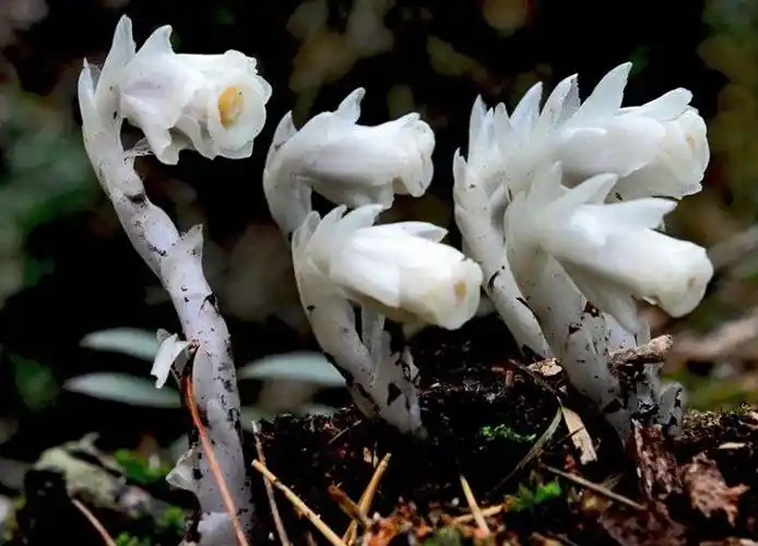 p>水晶兰(学名: i>monotropa uniflora /i>  linn.