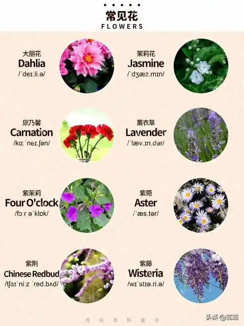 64种常见的花,含图,中文名称,英文单词.