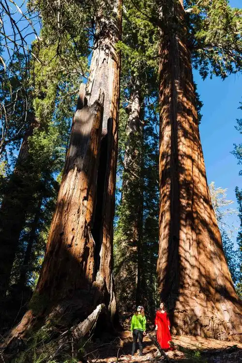 其它 2020美国西部之游--洛杉矶 写美篇红杉树国家公园---位于加州最