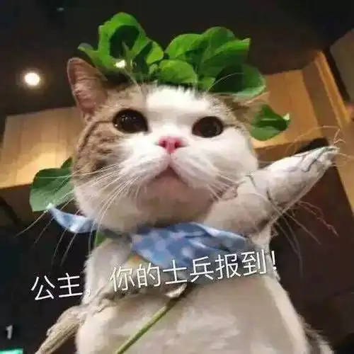 表情包讲不通那就开骂吧