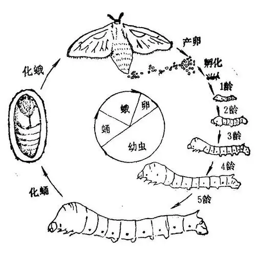 蚕乡月令丨蚕宝宝等你领回家和孩子一起探索生命的意义记录它们的成长