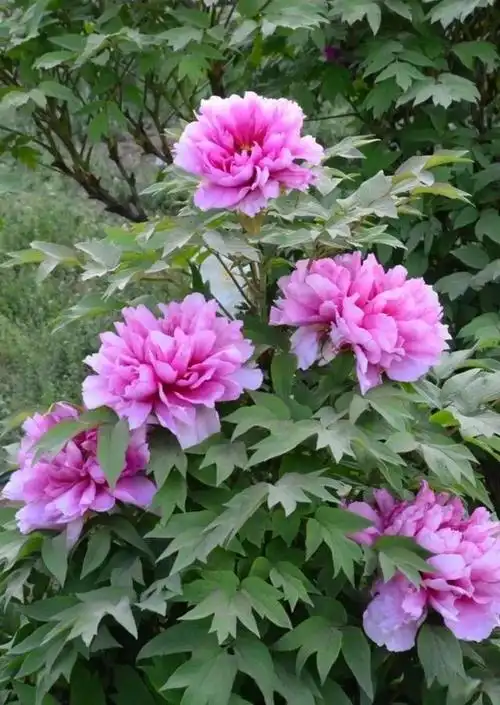 世界顶级牡丹花摄影作品欣赏