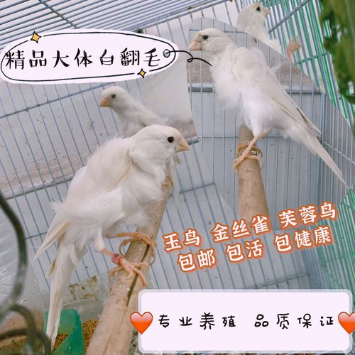 芙蓉鸟宠物鸟活体金丝雀玉鸟活物玉鸟一对大体白卷毛鸟大鸟小鸟