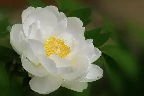 白牡丹和寿眉有什么区别-简短介绍_简言经验网