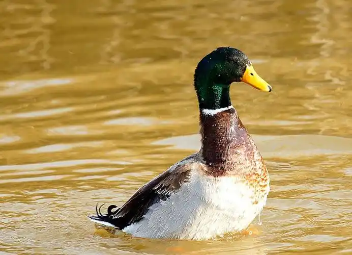 青头鸭观赏鸭红嘴鸭观赏鸭景区观赏鸭养殖场