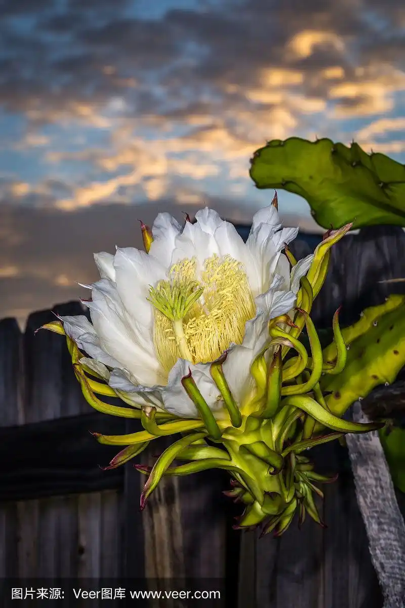 盛开的火龙果花与多云的天空