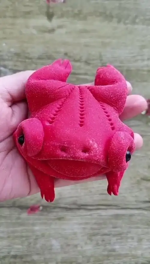 招财进宝的金钱蛙,祝大家新的一年发大财!