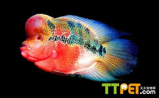 鉴定花罗汉品种的要点