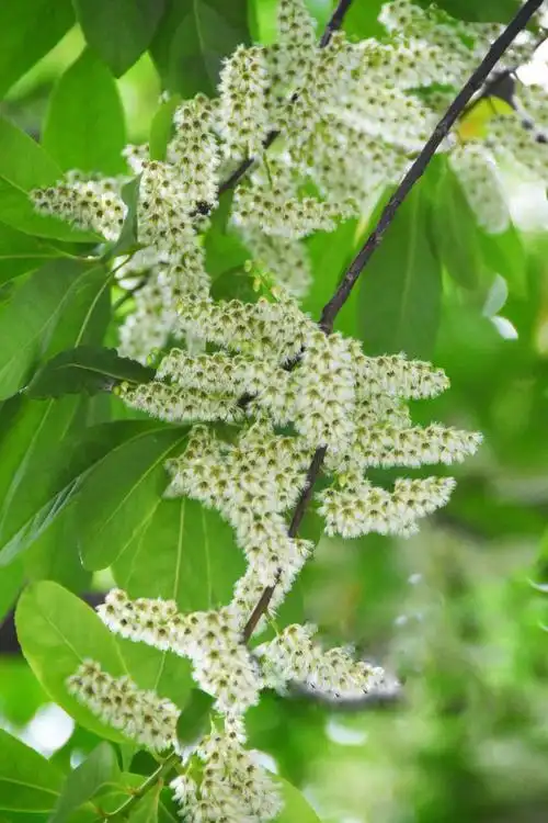 秃瓣杜英一种常见的常绿乔木总状花序生于无叶的前一年的枝上