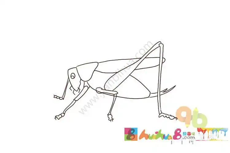 简笔画动物蝈蝈