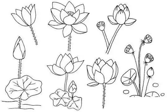 画吧荷花的简笔画如何画水中盛开的莲花简笔画步骤教程荷花简笔画怎么