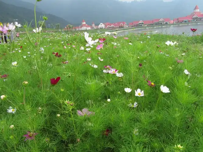 夏季西岭雪山映雪湖边的花叫什么名字
