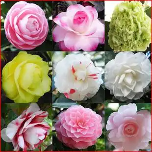 天气转冷,建议养一些"耐寒性"好的花,分享13种,希望你喜欢