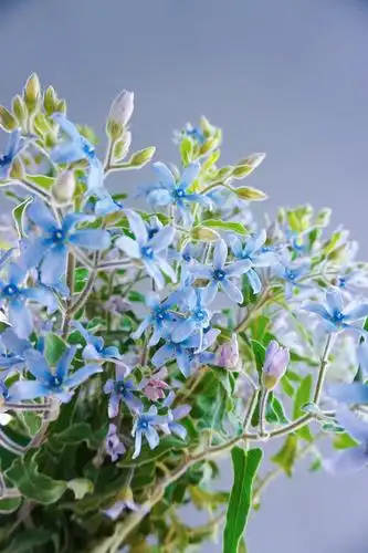 蓝星花,大海的蓝色