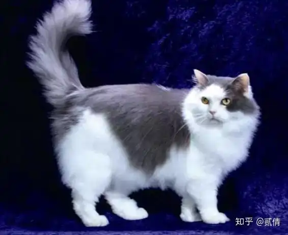 每天带你了解一种猫褴褛猫