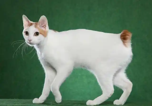 日本短毛猫被毛柔顺流畅,毛色漂亮,白色为基本色型,其上嵌有黑色或