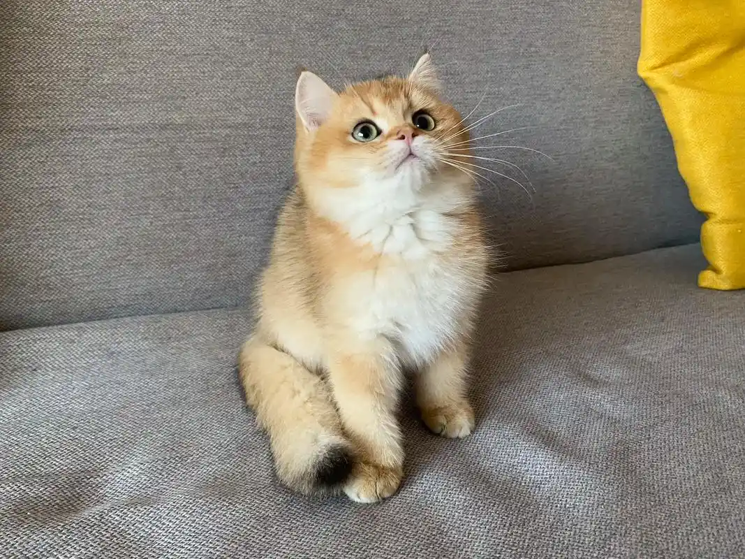 土肥圆金豆豆07 ny11色金渐层.#金渐层 #遵义宠物店  - 抖音