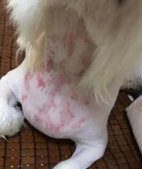狗狗真菌性皮肤病,警惕人狗共患