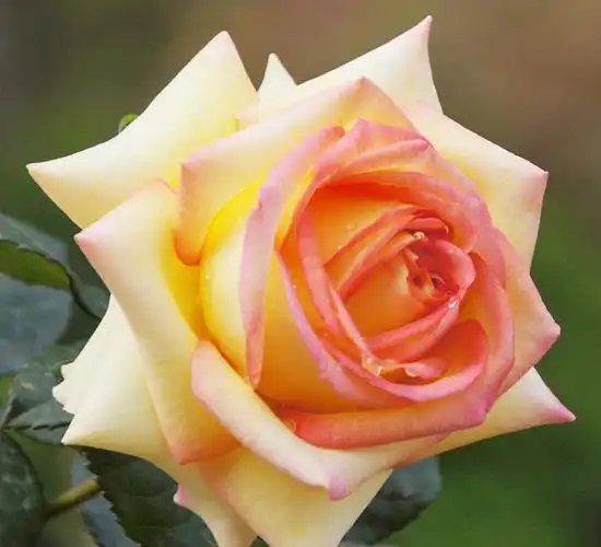 月季图片——阿班斯