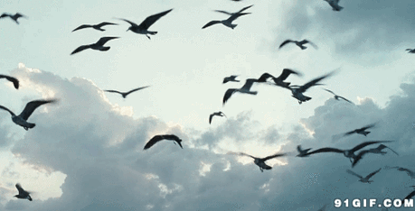 这源于玉环打造温暖安全的鸟类"加油站",吸引了越来越多的迁徙候鸟飞