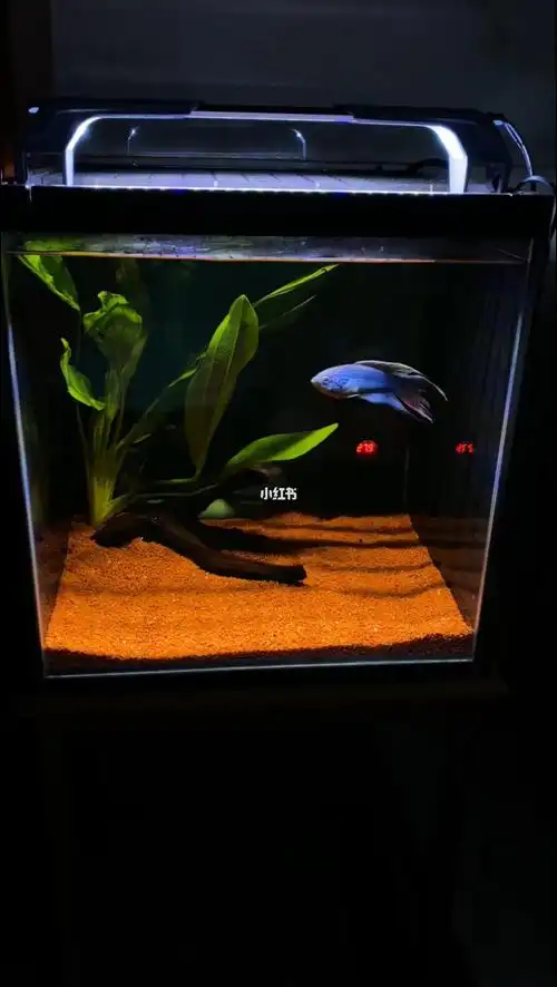 开一个30方缸养一条小型雷龙需要多少钱