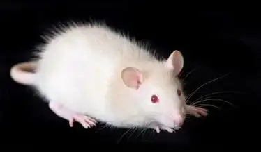 白老鼠咬人吗