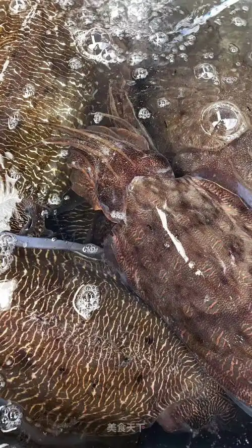 活大墨鱼一个27斤白灼更鲜甜脆