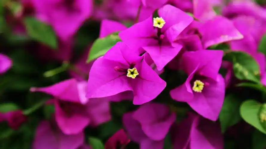 秋季三角梅的繁殖方法