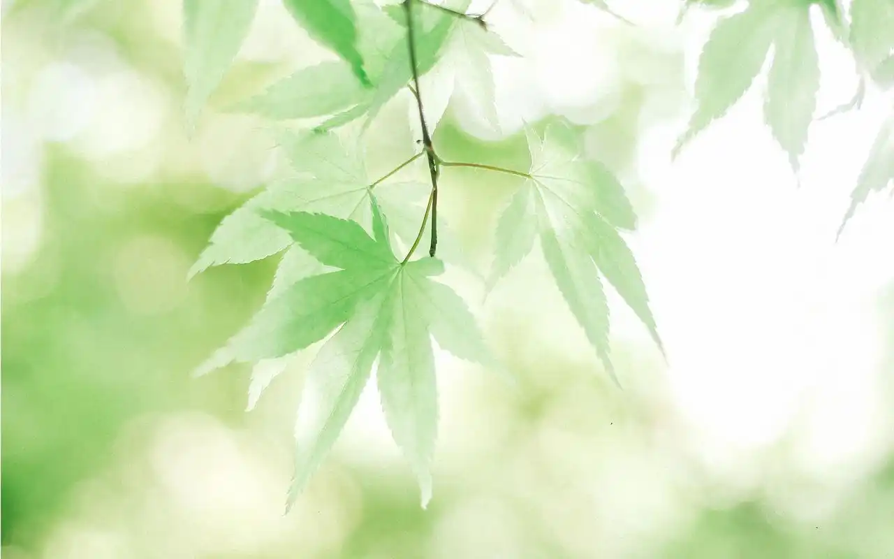 小清新植物绿叶高清桌面壁纸