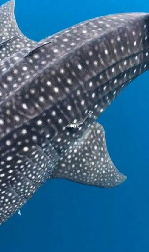 海洋生物自由自在水中游鱿鱼