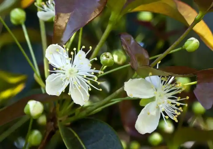 巴西樱桃花,巴西樱桃 (欧亨尼娅草) 灌木的花朵.