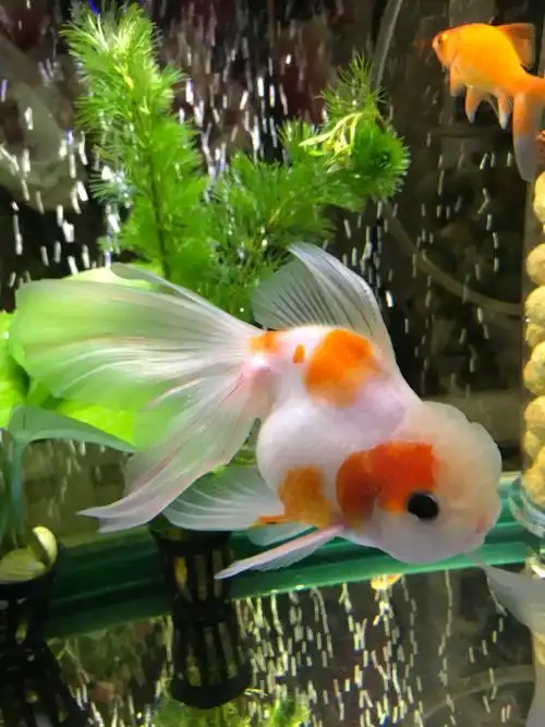 美腻的大眼睛 - 金鱼学堂 - 龙巅金鱼