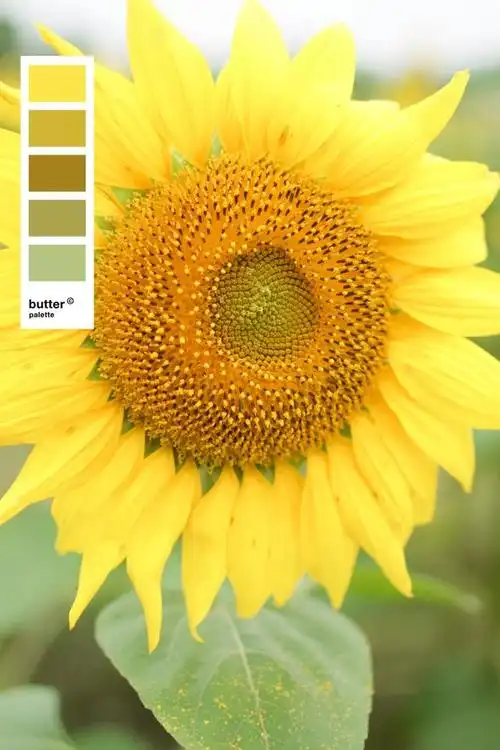 向日葵,永远向上