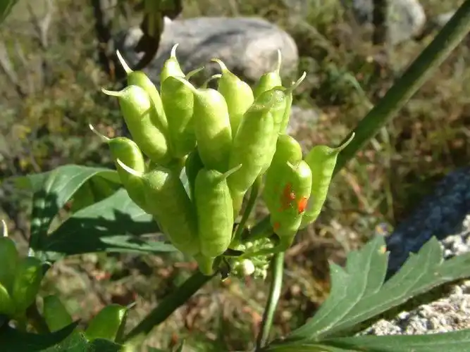 种苗- 热门商品专区