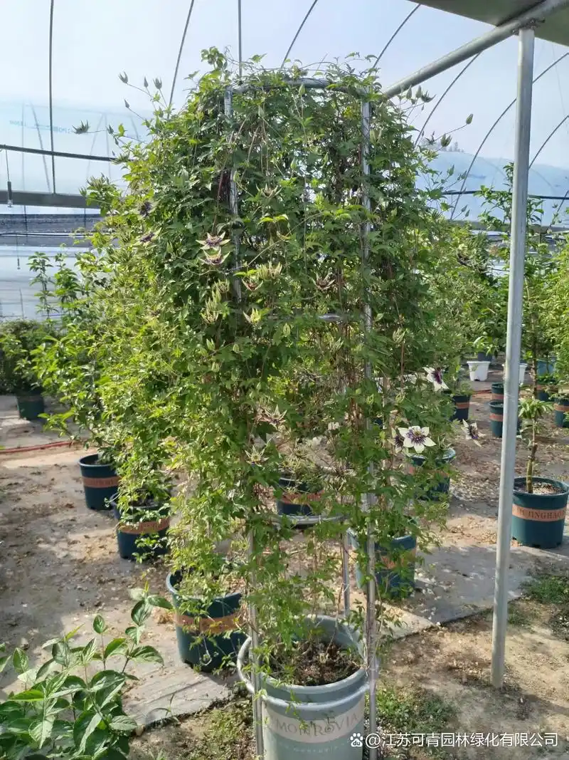 铁线莲的叶子是纸质的,形状为窄卵形或披针形,非常具有辨识度